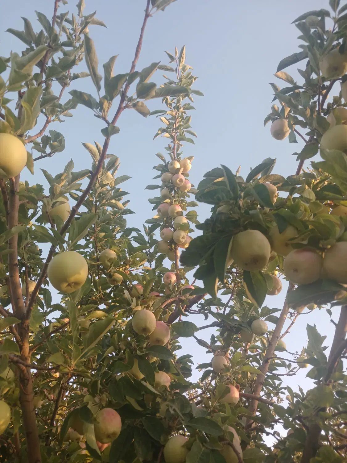 خریدار  سیب درختی شما.  روی درخت. در باغ هستم|خوردنی و آشامیدنی|بروجن, |دیوار