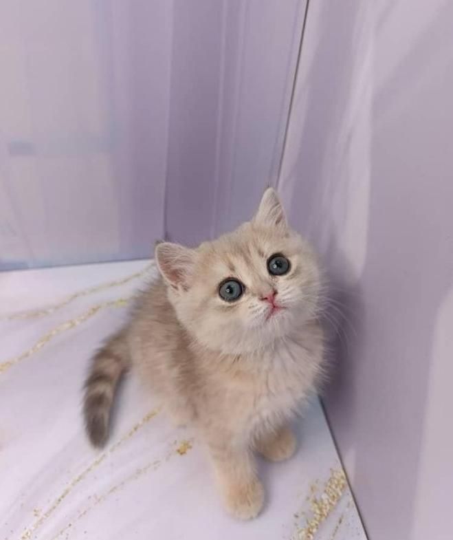 بچه گربه مورد علاقت اینجاست|گربه|اصفهان, آزادگان|دیوار