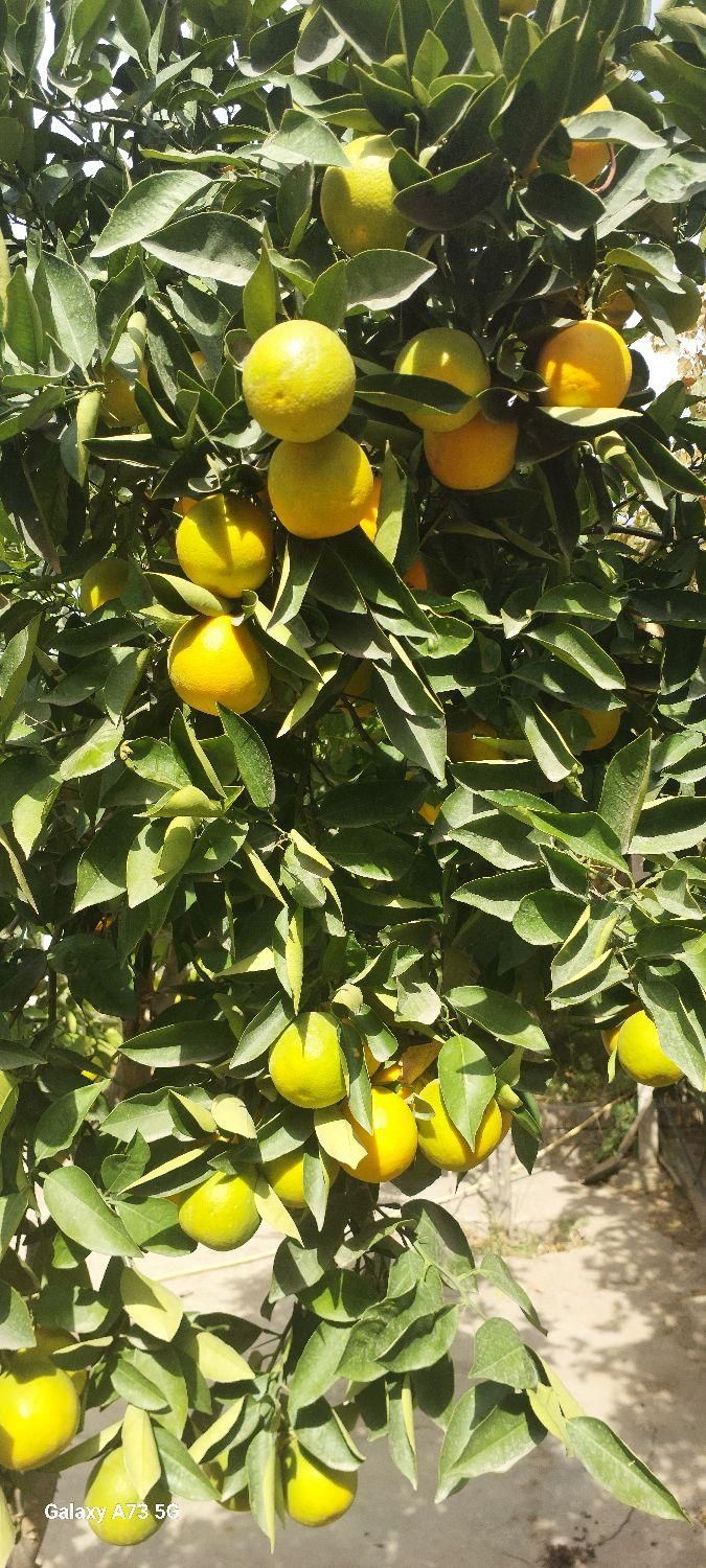 خانه باغ ویلا|فروش خانه و ویلا|لوشان, |دیوار