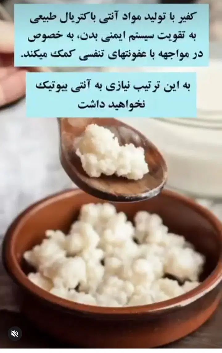 قارچ کفیراصل قفقازی.|خوردنی و آشامیدنی|رشت, توشیبا|دیوار