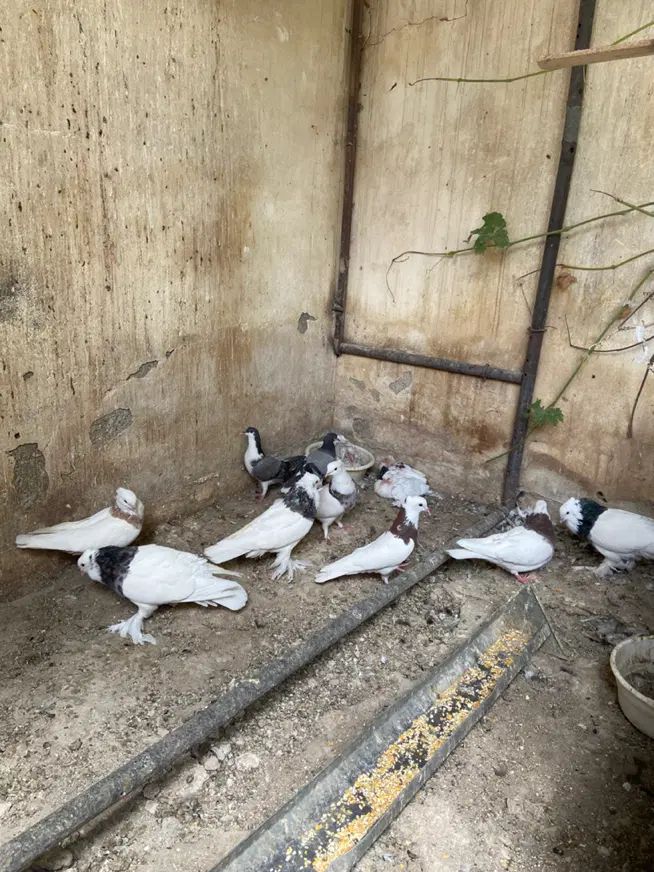 طوقی|پرنده|اصفهان, خواجو|دیوار