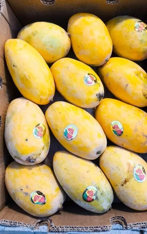 انبه درجه یک صادراتی زیر قیمت بازار|خوردنی و آشامیدنی|اصفهان, ارداجی|دیوار
