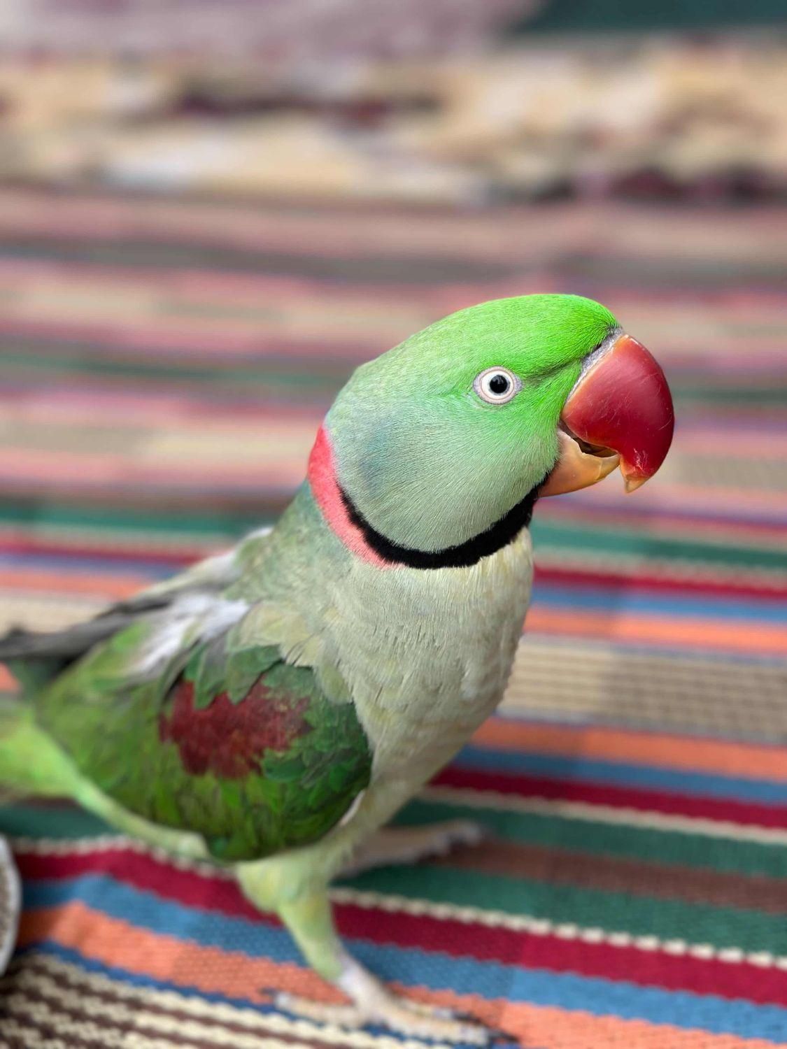 شاه طوطی گمشده|حیوانات|مرند, |دیوار