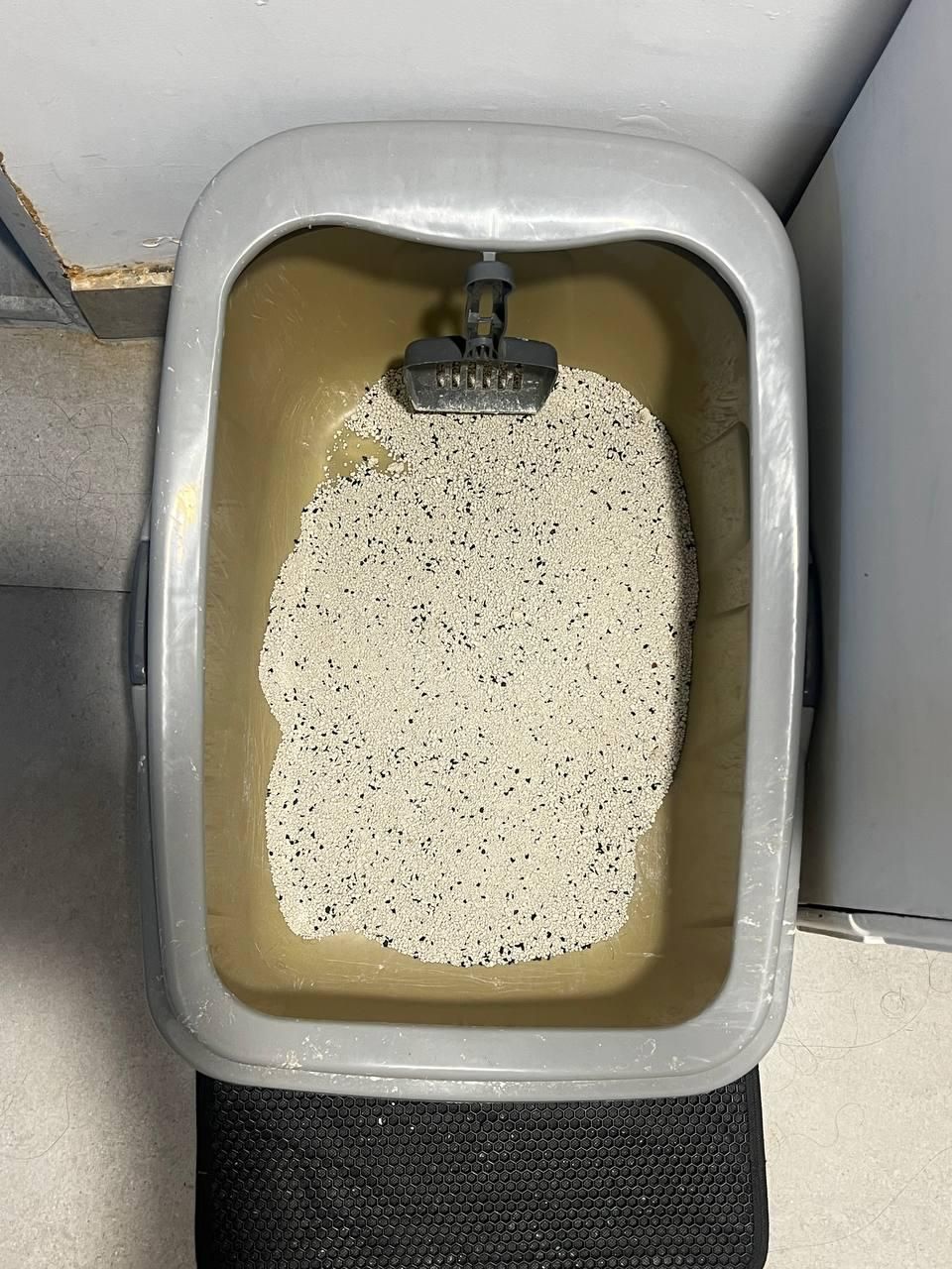 لوازم نگهداری گربه|لوازم جانبی حیوانات|رشت, گلسار|دیوار