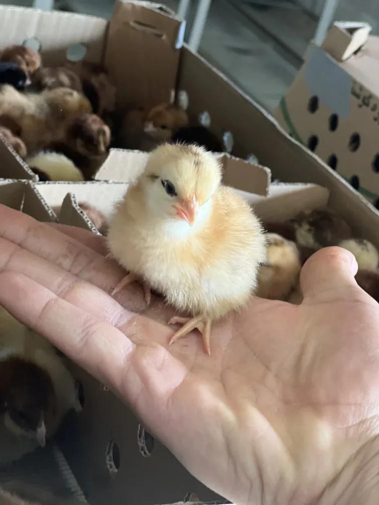 جوجه،مرغ محلی،دان و لوازم مرغداری(جوجه سرا)|حیوانات مزرعه|کرمان, |دیوار