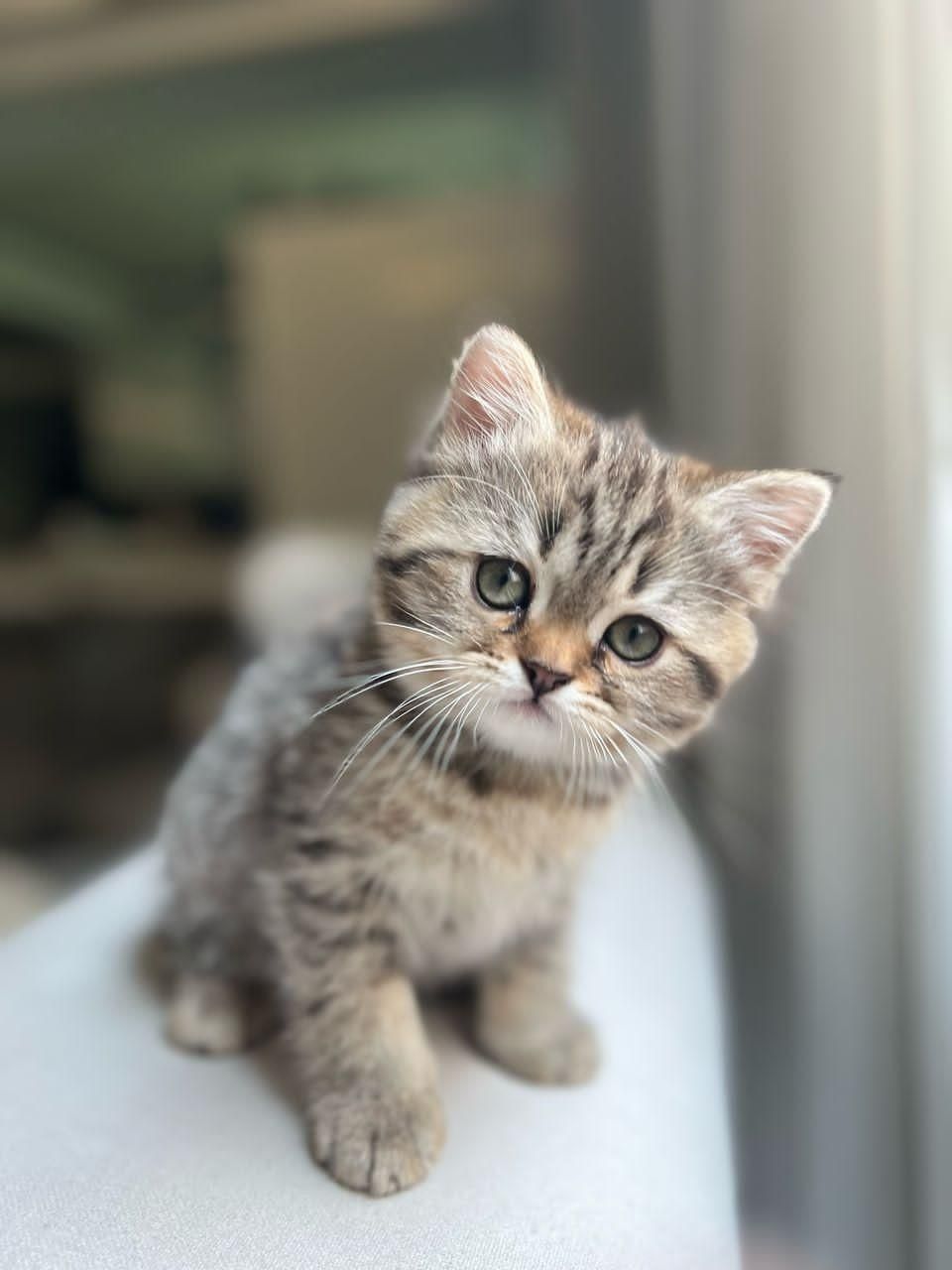 گربه های عروسکی جذاب|گربه|اهواز, کیانپارس |دیوار