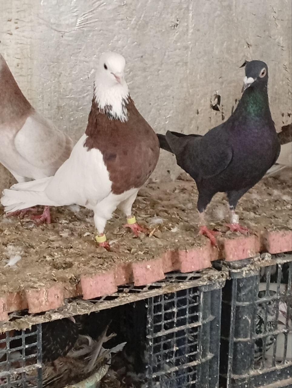 کفترها فروشی|پرنده|تایباد, |دیوار