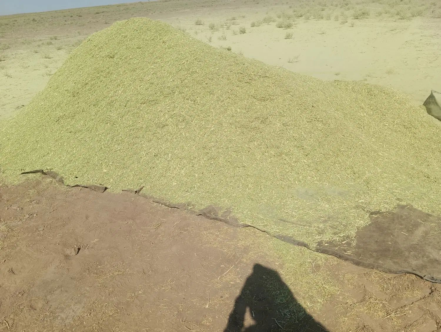 خارشتر|گل و گیاه طبیعی|سبزوار, رباط|دیوار