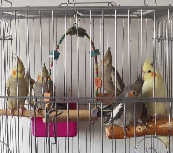 پرورش عروس هلندی|پرنده|همدان, |دیوار