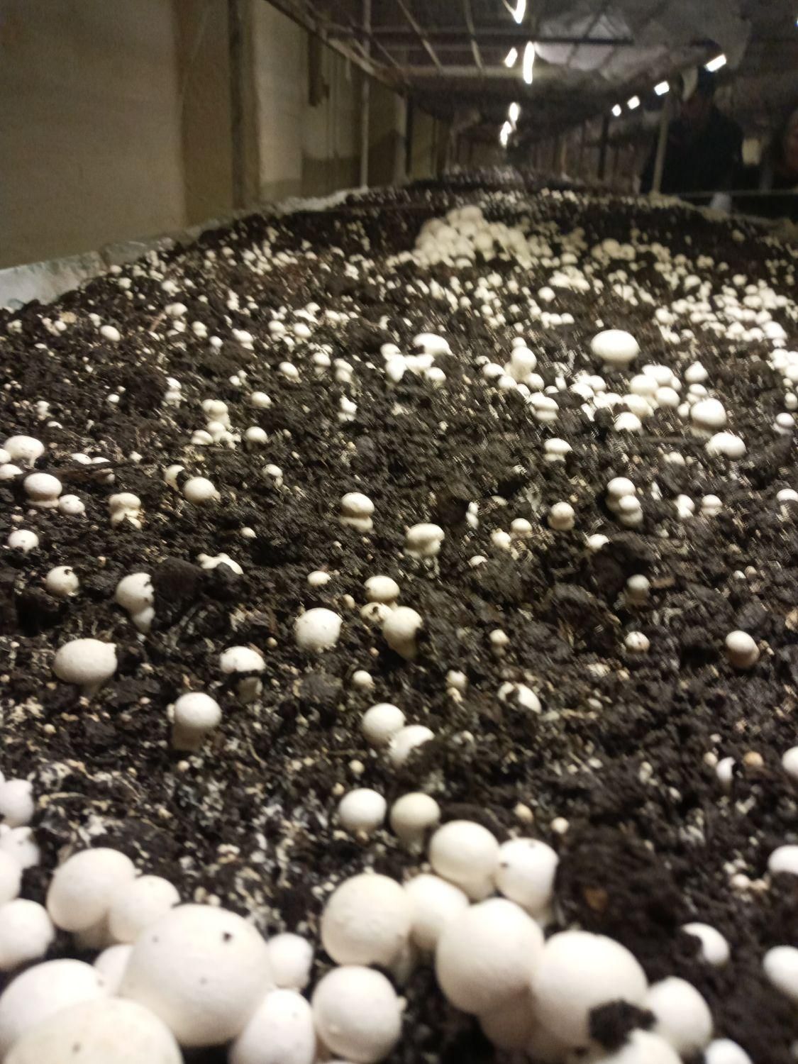 خدمات پرورش قارچ|خدمات آموزشی|ارومیه, |دیوار