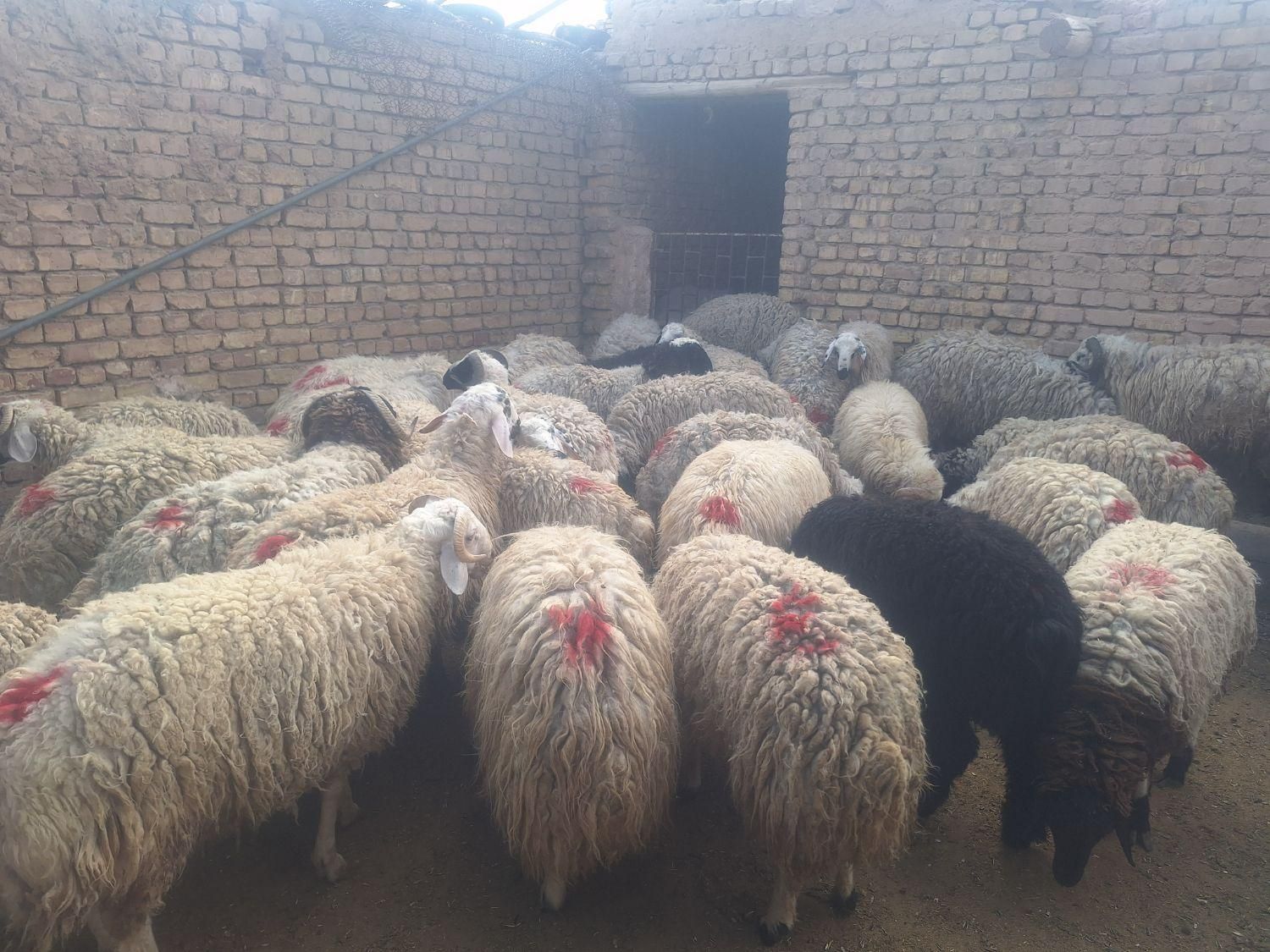 بره بره گوسفند مناسب عید شبانه روزی|عمده‌فروشی|شاهین‌شهر, فردوسی|دیوار