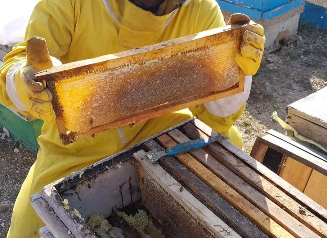 عسل شان و شهد و گرده گل ییلاق سبلان|خوردنی و آشامیدنی|تهران, آسمان|دیوار
