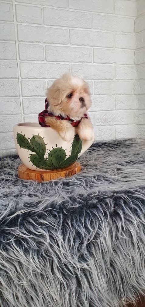 سگ شیتزو فلت عروسکی|سگ|مشهد, الهیه|دیوار