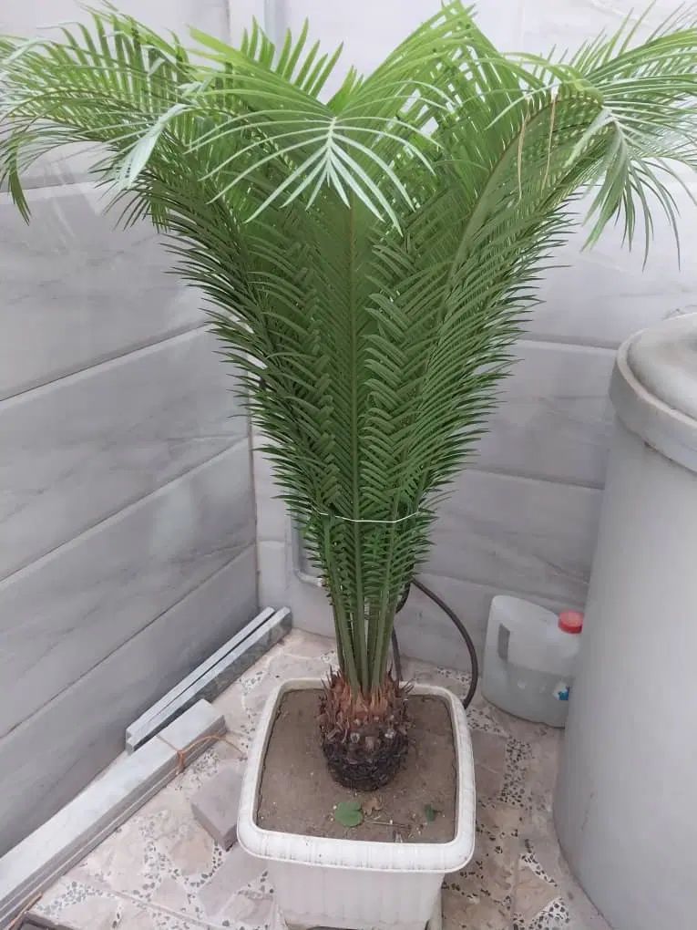 سیگاس|گل و گیاه طبیعی|رشت, معلولین|دیوار