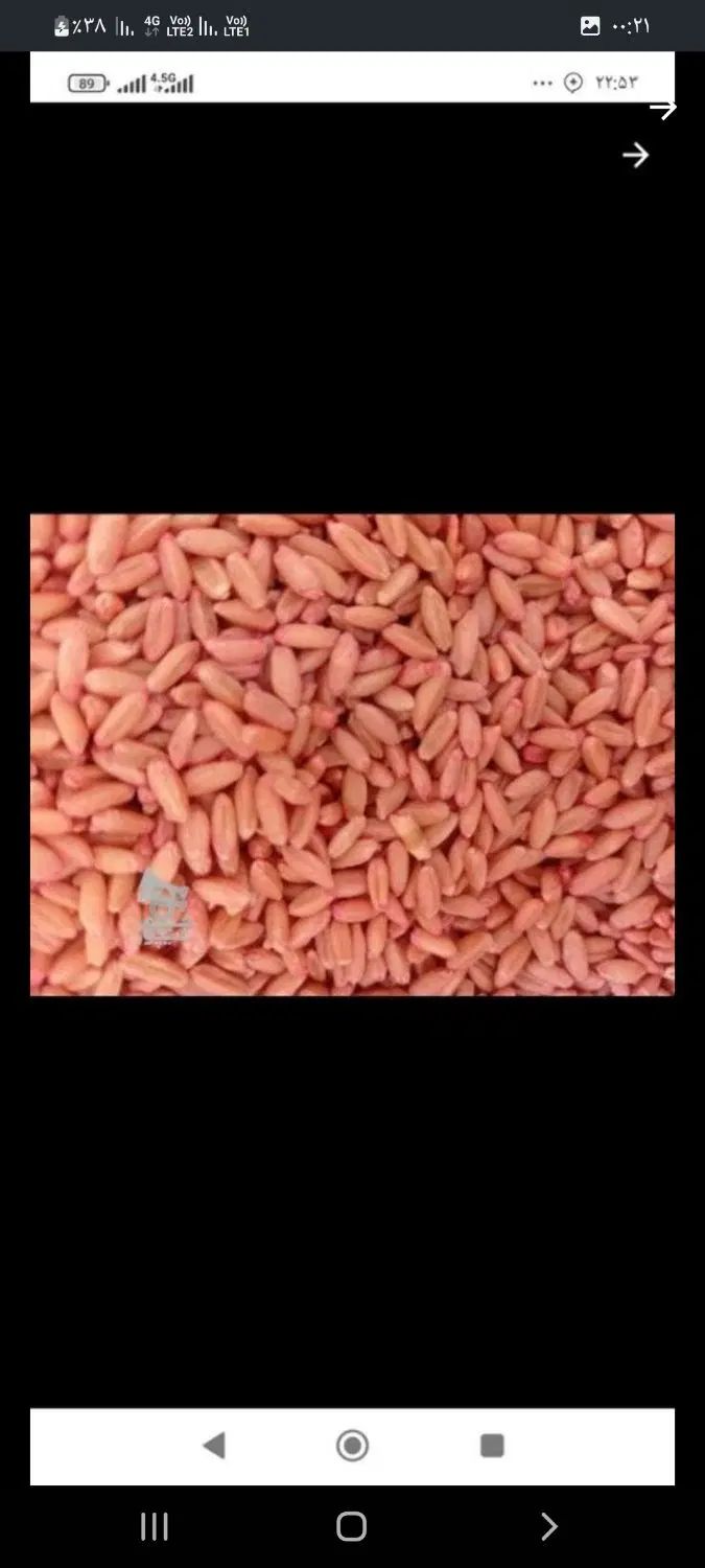 فروش گندم دیمی درجه یک بوجاری شده اماده کاشت کیلوی|عمده‌فروشی|تکاب, |دیوار