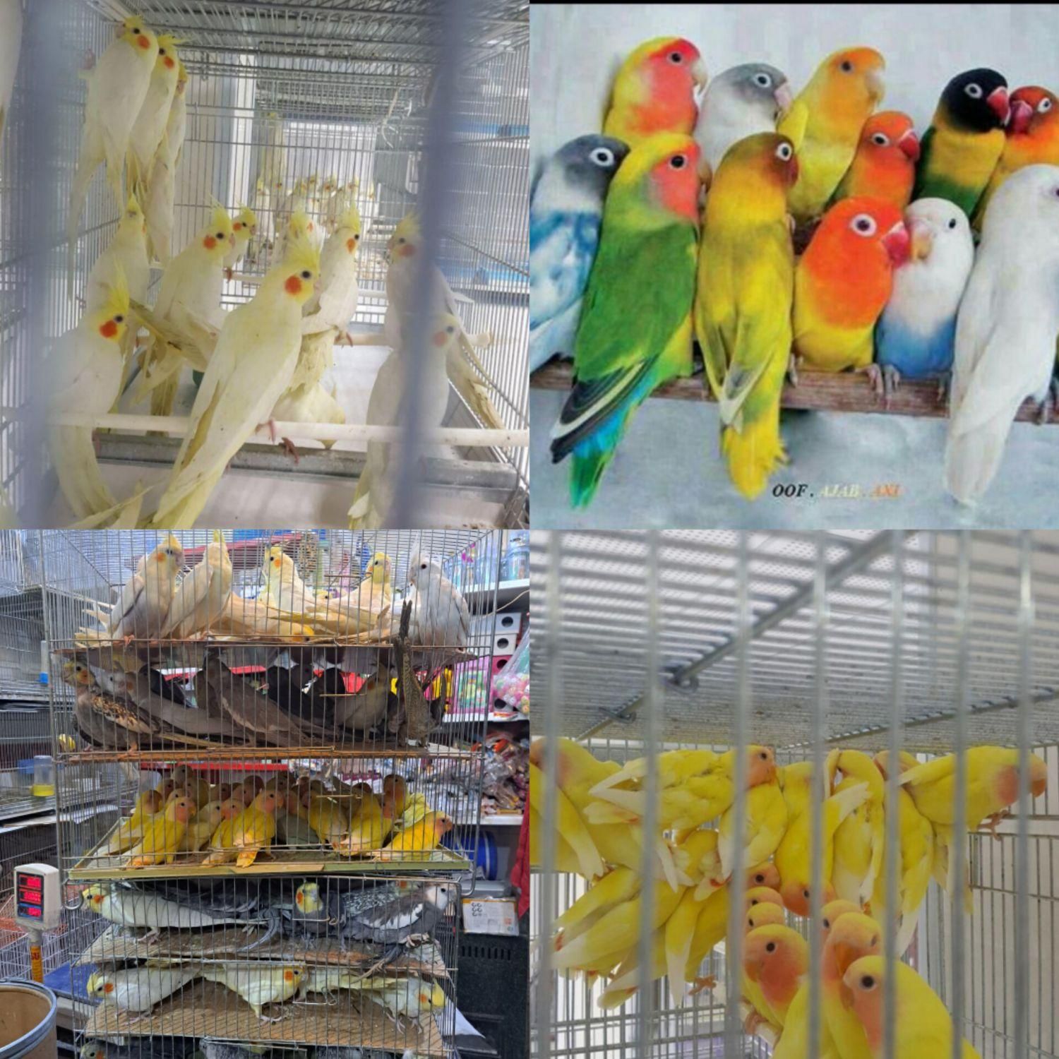 جوجه و عروس هلندی سالم و دونخور|پرنده|اصفهان, آبشار|دیوار