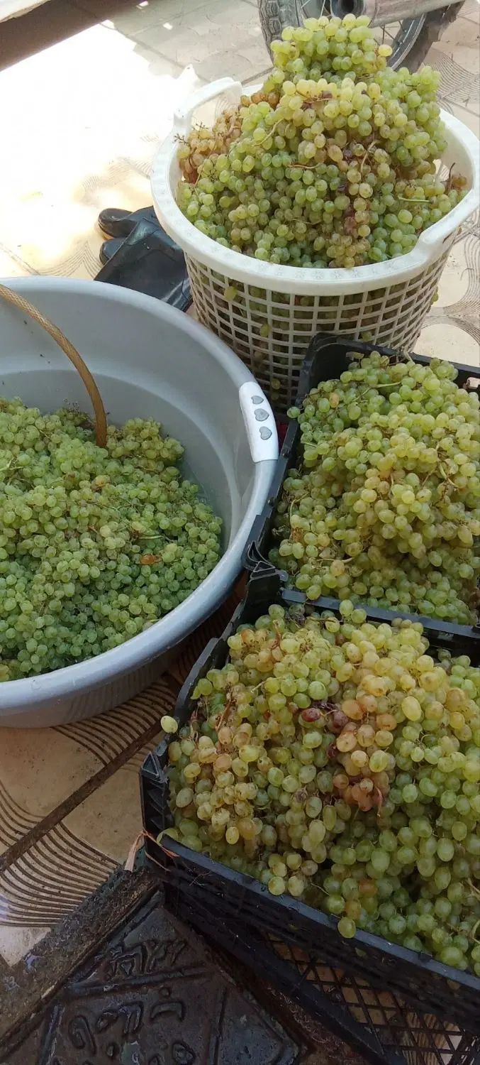 شیره ی انگور عسگری شیرین مانند عسل درجه یک|خوردنی و آشامیدنی|نیشابور, امام خمینی|دیوار