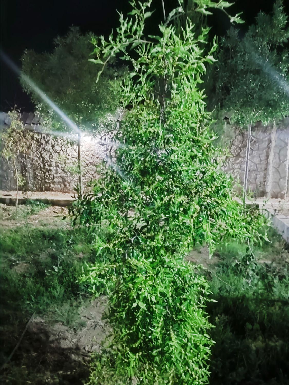 چهار دیواری ۸۰۰ متری روستای تمیارت|فروش دفتر صنعتی، کشاورزی، تجاری|اصفهان, براآن شمالی|دیوار