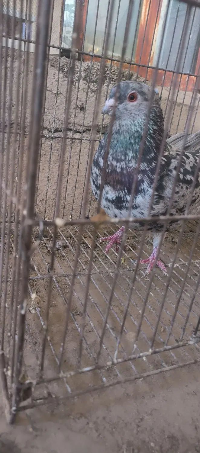 سرور نر|پرنده|اصفهان, شهرستان|دیوار