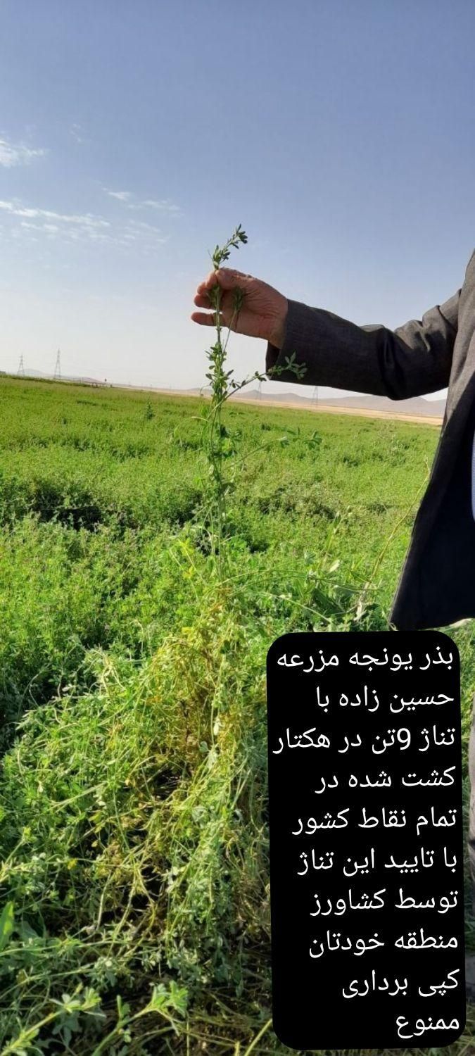 بذر یونجه بذر یونجه پایه بلند با تناژ بالا|عمده‌فروشی|قروه, |دیوار