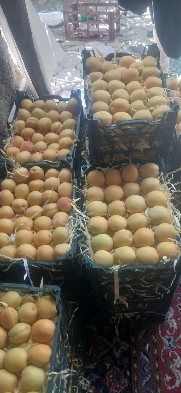 هرسکار باغ انگوروانواع درختان میوه بازدیداز باغ|خدمات باغبانی و درختکاری|سنندج, |دیوار