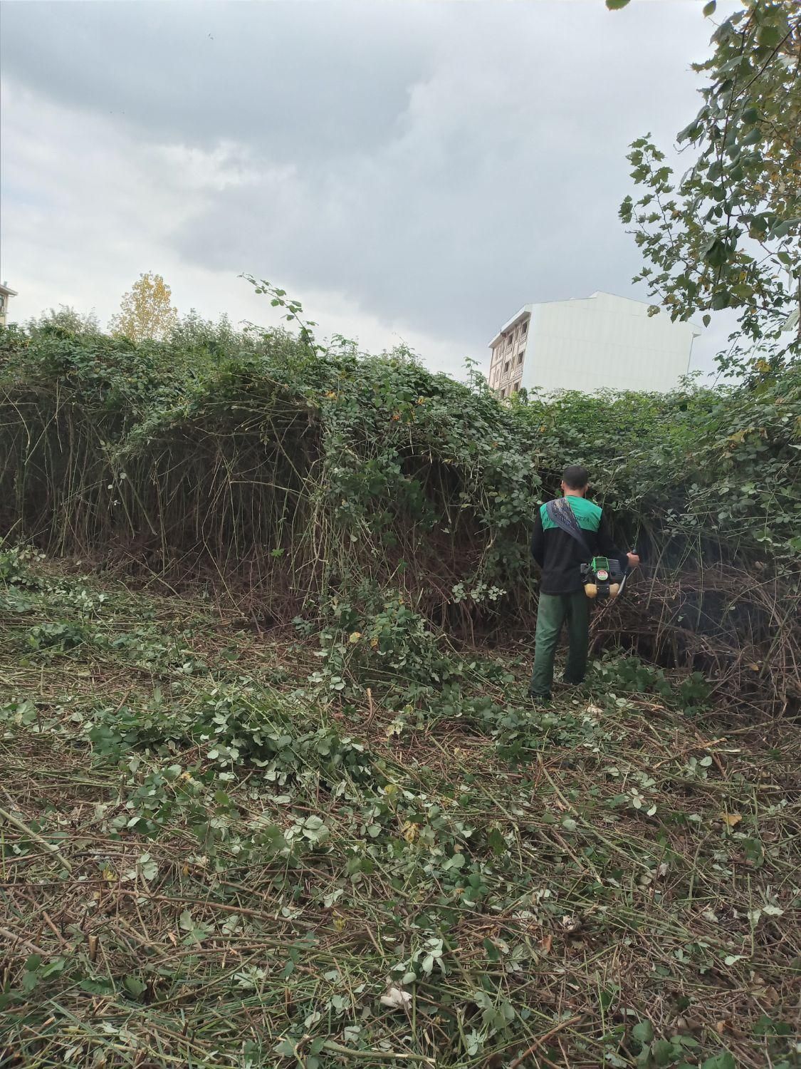 خدمات باغبانی وعلف تراشی زمین|خدمات باغبانی و درختکاری|رشت, گیل|دیوار