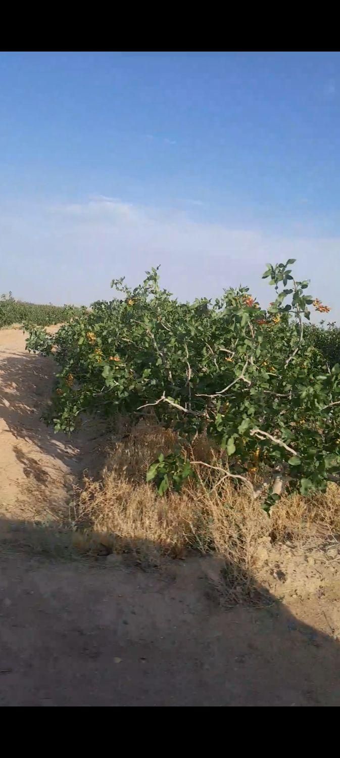 فروش اب و باغ پسته|فروش دفتر صنعتی، کشاورزی، تجاری|یزد, |دیوار