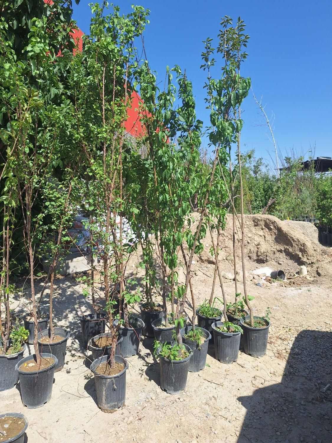 میوه بزرگ تنومند روتبال سطلی پایان کار|خدمات باغبانی و درختکاری|فلاورجان, |دیوار