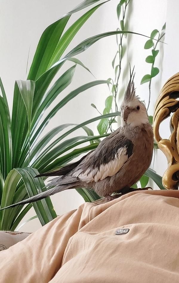 گمشده|حیوانات|سنندج, |دیوار