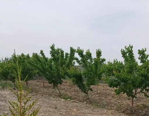 باغچه ۸۰۰ متری اسکمان شهریار فروش یا تهاتر|فروش زمین و ملک کلنگی|شهریار, اسکمان|دیوار