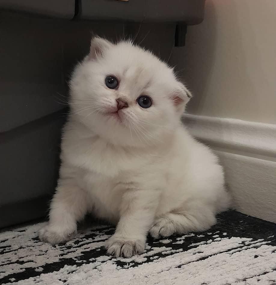 مجموعه گربه در تمامی نژاد ها MeowHop|گربه|کرمان, |دیوار