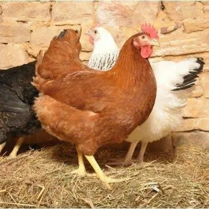 مرغ تخم گذار گلپایگانی اصلاح نژاد شده|حیوانات مزرعه|تهران, دروازه شمیران|دیوار