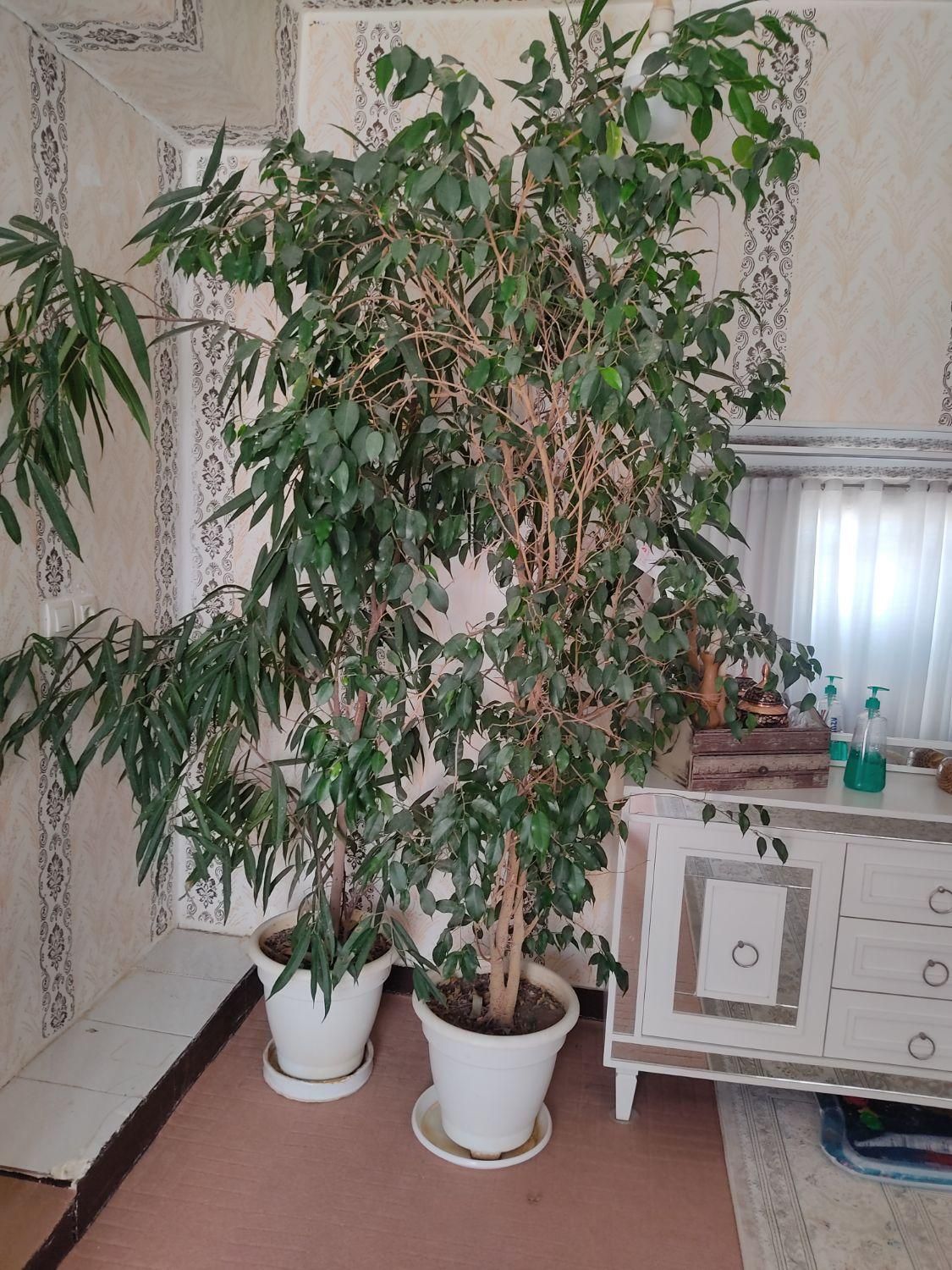 درختچه|گل و گیاه طبیعی|مسجد سلیمان, |دیوار