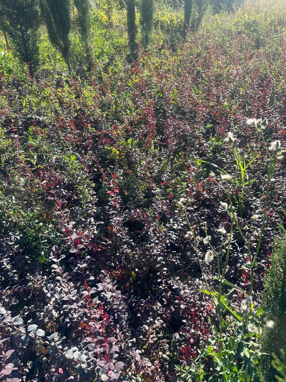 تولید ترون سبز (شمشاد)وسرو ناز و انواع گل و گیاه|خدمات باغبانی و درختکاری|مشکین‌دشت, |دیوار