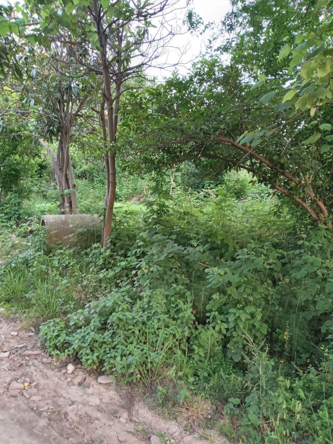 فروش زمین ۵۳۰ متری|فروش زمین و ملک کلنگی|سنگر, |دیوار