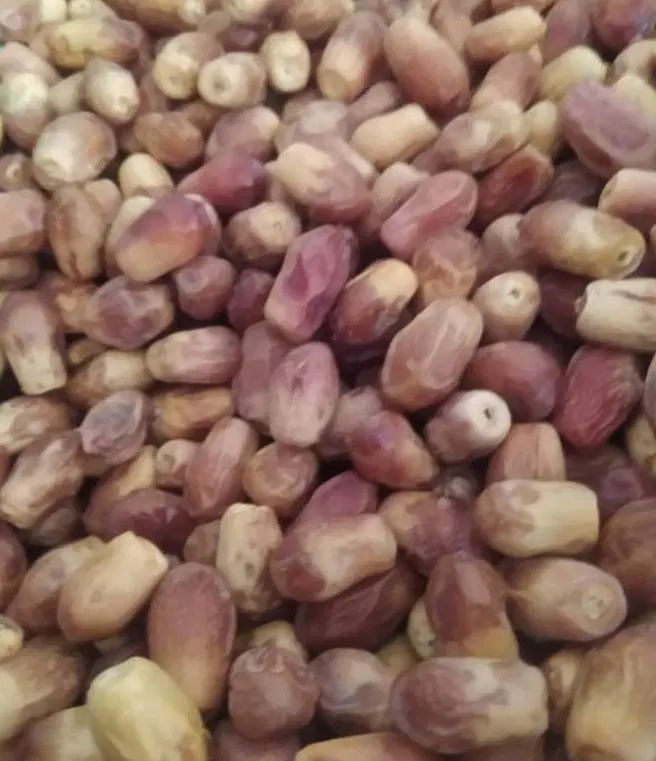 قصب تازه و درجه یک با قیمت مناسب موجود است|خوردنی و آشامیدنی|شیراز, دارالرحمه|دیوار