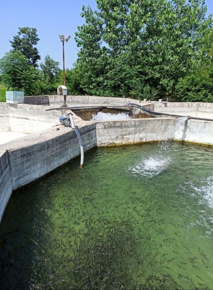 استخر پرورش ماهی سردابی|فروش دفتر صنعتی، کشاورزی، تجاری|شاندرمن, |دیوار