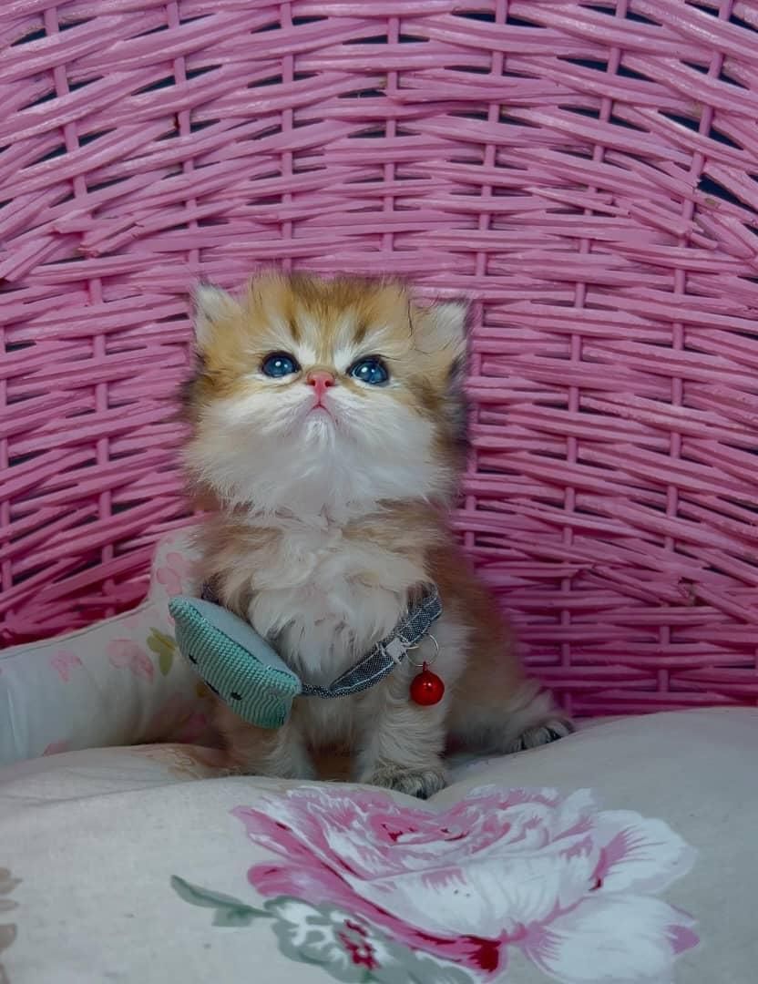 گربه های لوکس iran cats|گربه|کیش, |دیوار
