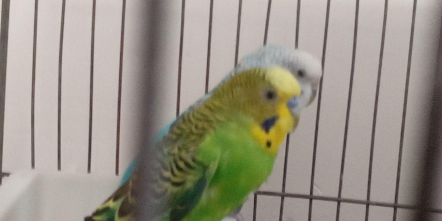 فقط تماس پاسخگو هستم جفتش ۲۹۰|پرنده|بیجار, |دیوار