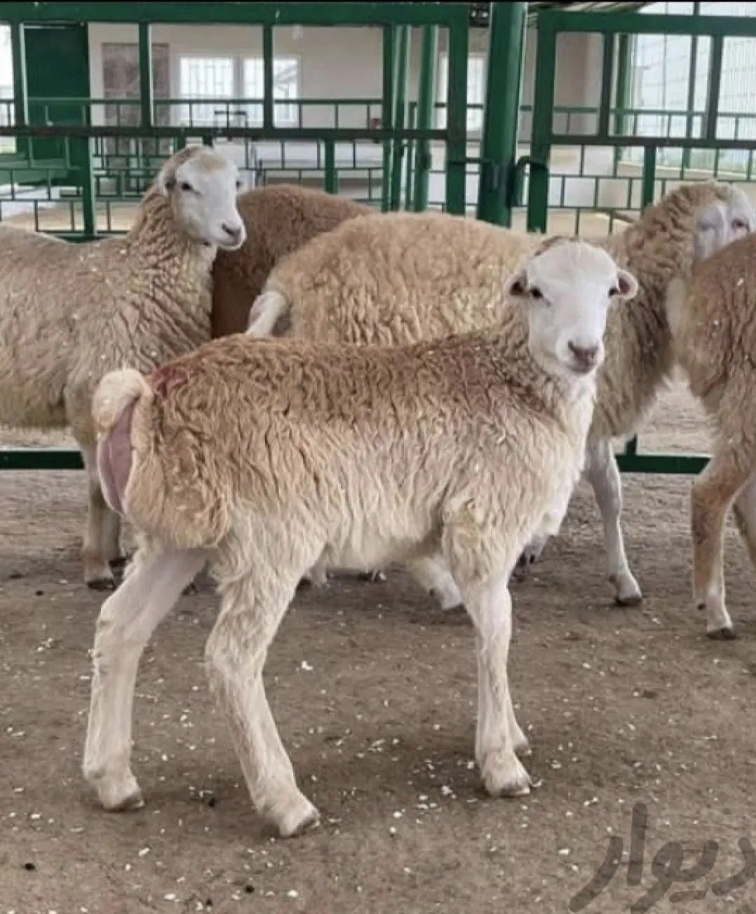 گوسفند مغان بیجار بجنورد افشار کردستانی زنده قصاب|حیوانات مزرعه|تهران, مرزداران|دیوار