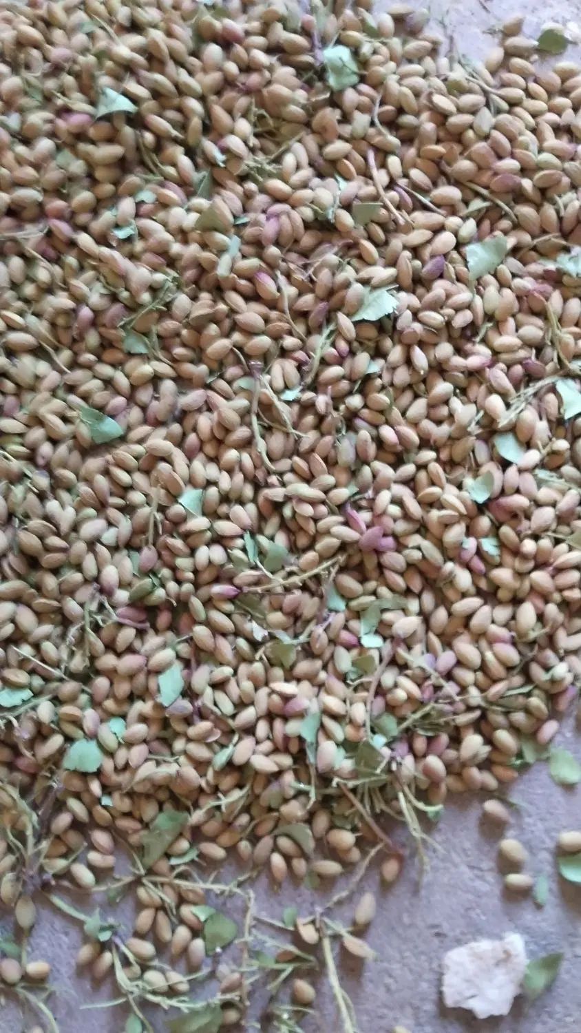 جاد سرخس|خوردنی و آشامیدنی|مشهد, طرق|دیوار