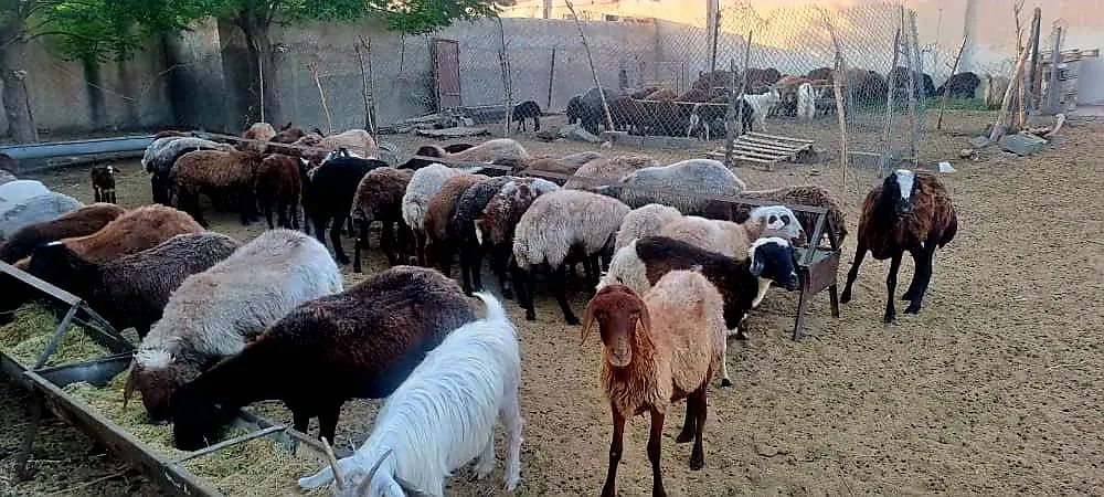 فروش گوسفند|حیوانات مزرعه|تهران, حسن‌آباد|دیوار