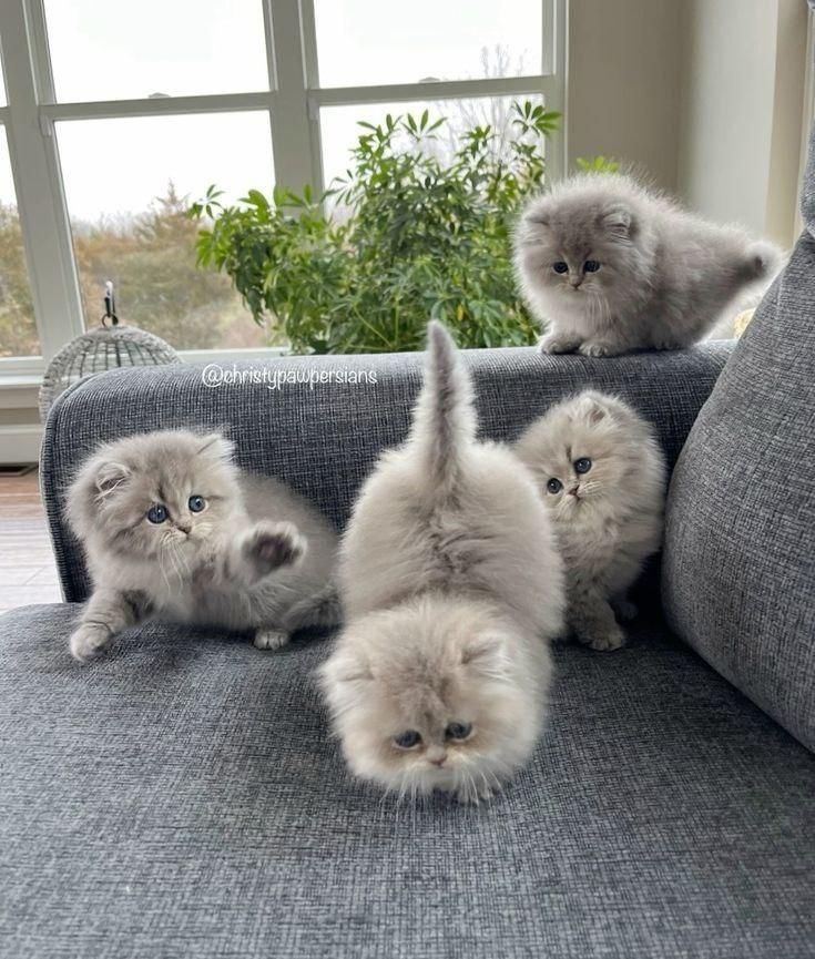 دنیای گربه های اصیل ( پرشین بریتیش اسکاتیش )|گربه|بندرعباس, |دیوار