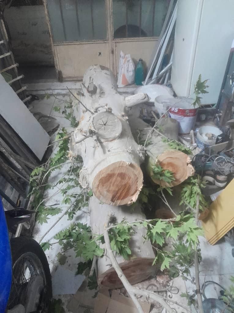 ورامین پیشواپاکدشت قرچک وحومه|خدمات باغبانی و درختکاری|ورامین, ورامین|دیوار