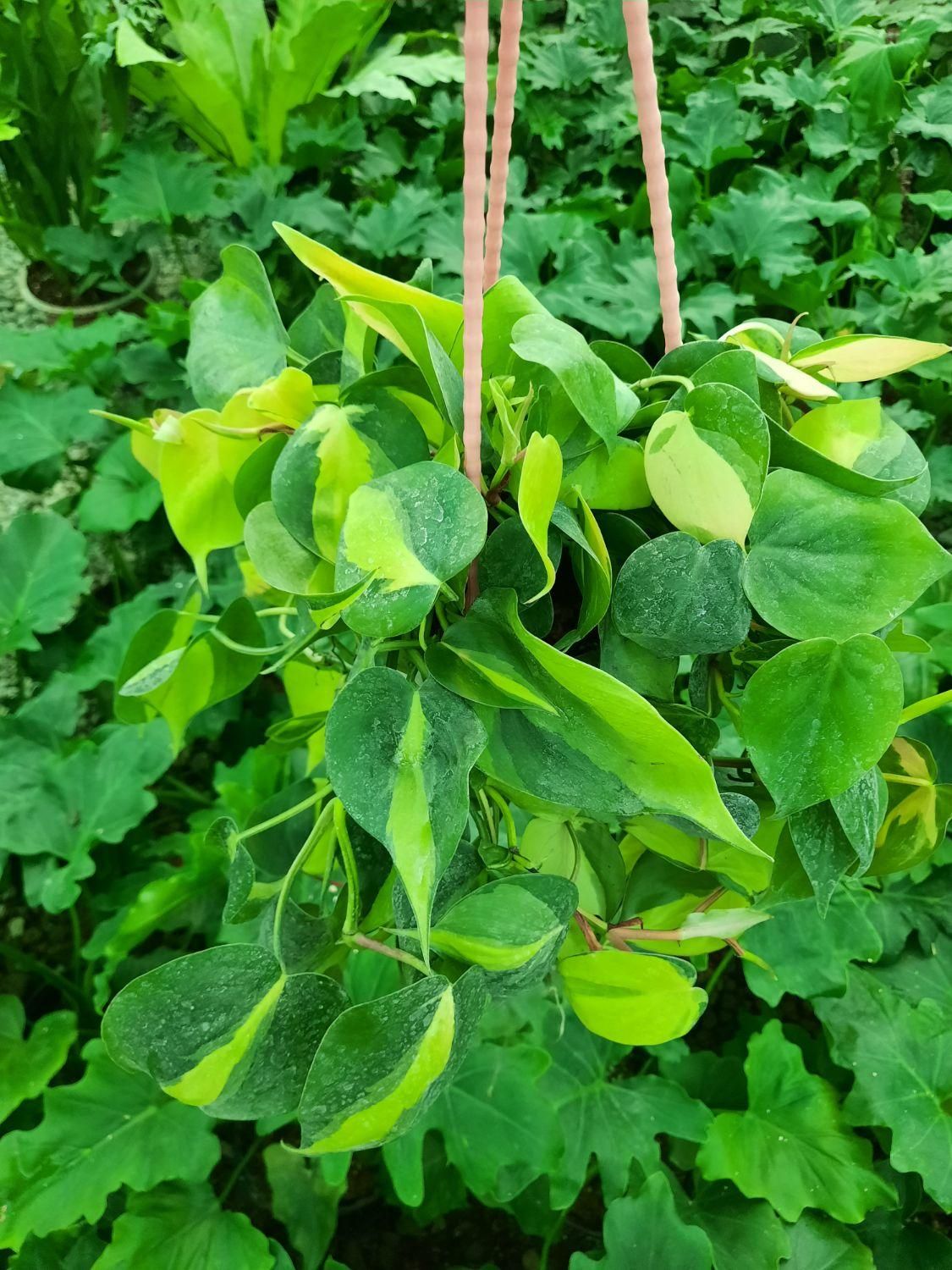 گل آپارتمانی پتوس|گل و گیاه طبیعی|تبریز, |دیوار