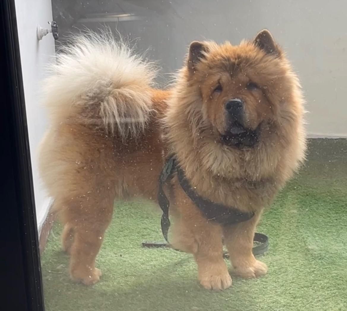 چاو چاو پرتقالی با پنچه های شاه توله|سگ|رشت, معلم|دیوار