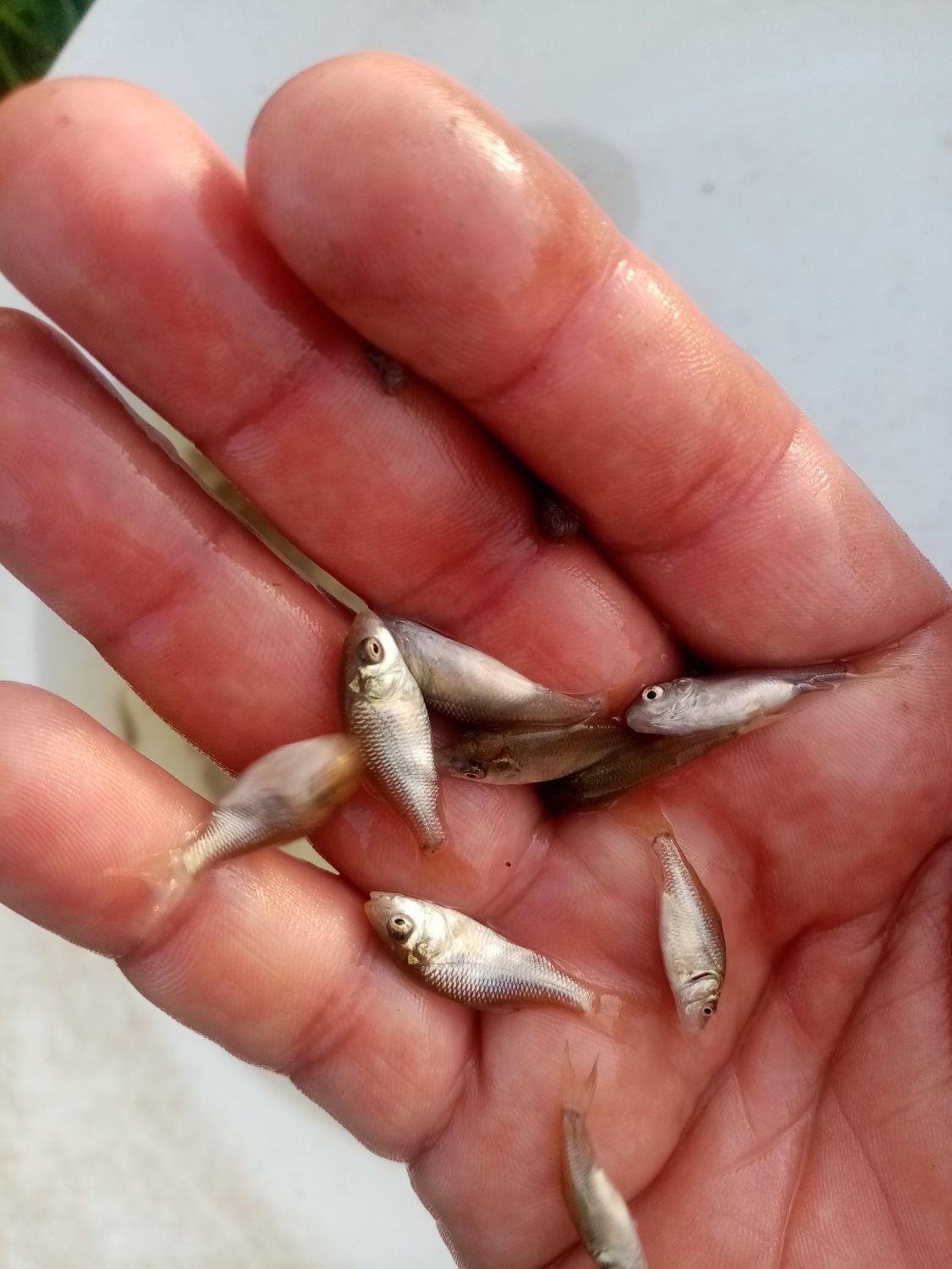 گرم یا سایز یک بند انگشت انواع ماهیان|ماهی|رشت, حومه رشت|دیوار