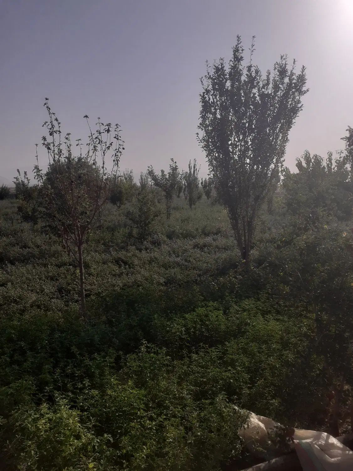 فروش ۲۸۰۰ متری زمین واقع در روستای افشگرد|فروش دفتر صنعتی، کشاورزی، تجاری|محلات, |دیوار
