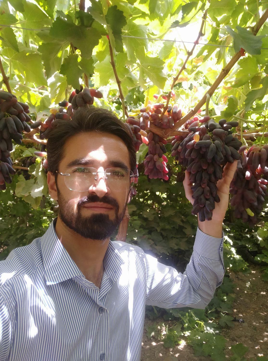 فروش انواع نهال انگور ایرانی و خارجی تعاونی|خدمات باغبانی و درختکاری|کاشمر, |دیوار