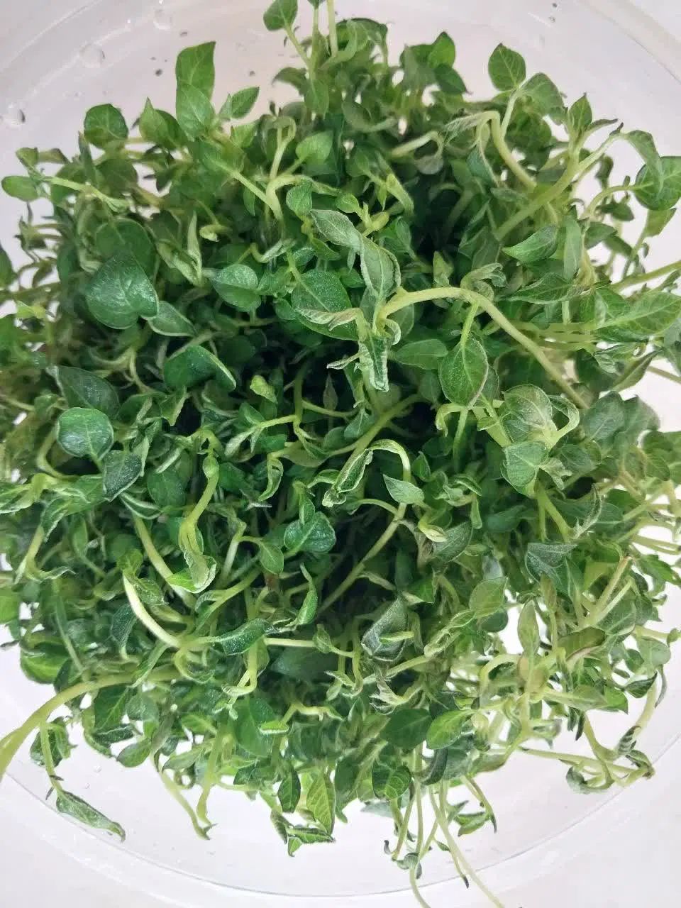 تولید کننده گیاهچه بذر سیب زمینی نشا مینی تیوبر|خدمات باغبانی و درختکاری|اصفهان, پارک مشتاق|دیوار